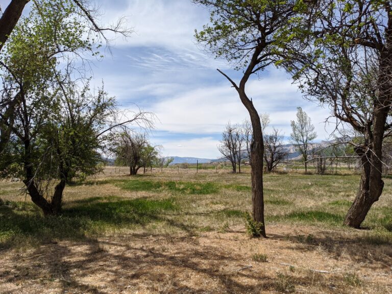 open land with trees