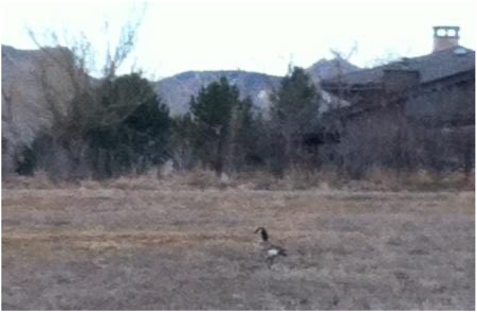 Goose in field