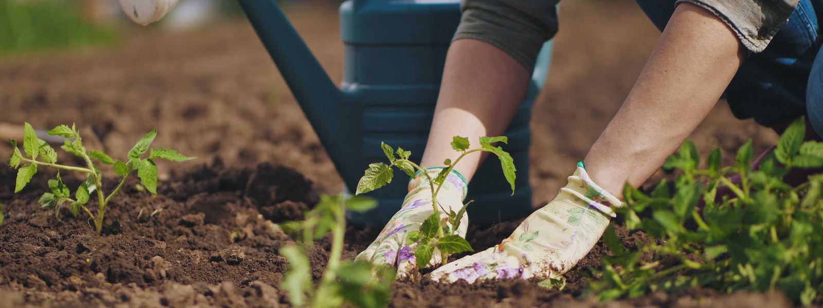 Farmer hands planting to soil tomato seedling in the vegetable garden. On the background a watering can for irrigation. Organic farming and spring gardening concept